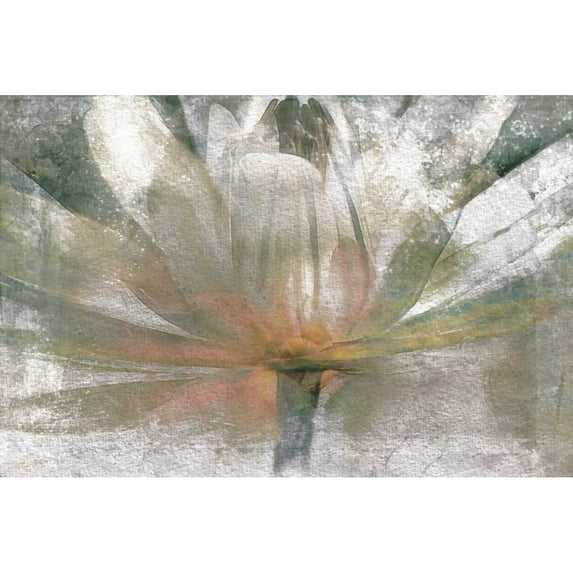 Lily Light Poster Print by Mike Calascibetta (24 x 36)