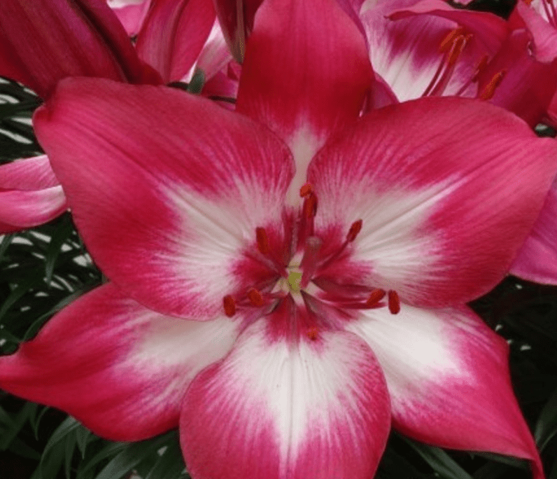 Lily Looks Tiny Diamond Asiatic Lily - Quart Pot - Walmart.com