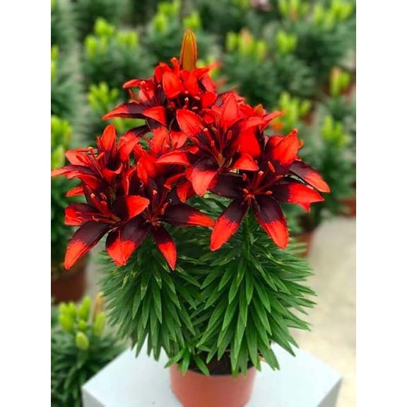 Lily Looks Tiny Ink Dwarf Asiatic Lily - Quart Pot