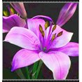thumbnail image 1 of Lily, Low Maintenance - Easy Grow - Ideal for Beds Borders, Plant Pots & Planters, 1 of 4