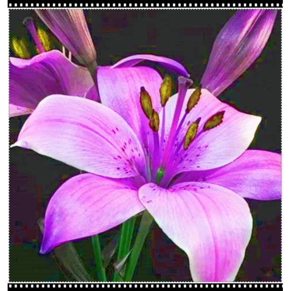 Lily, Low Maintenance - Easy Grow - Ideal for Beds Borders, Plant Pots & Planters