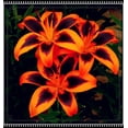 thumbnail image 1 of Lily, Low Maintenance - Easy Grow - Ideal for Beds Borders, Plant Pots & Planters, 1 of 4
