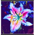thumbnail image 1 of Lily, Low Maintenance - Easy Grow - Ideal for Beds Borders, Plant Pots & Planters, 1 of 4