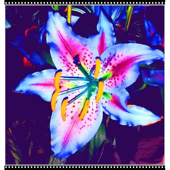 Lily, Low Maintenance - Easy Grow - Ideal for Beds Borders, Plant Pots & Planters