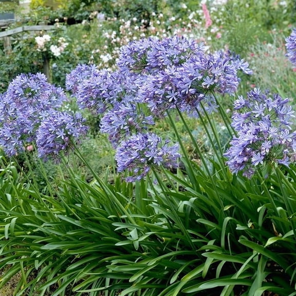 Lily of the Nile Flower Bulbs - HUGE Fragrant Blooms up to 48" Tall - Attracts Butterflies and Hummingbirds - Grows Well In Containers - Perennializing