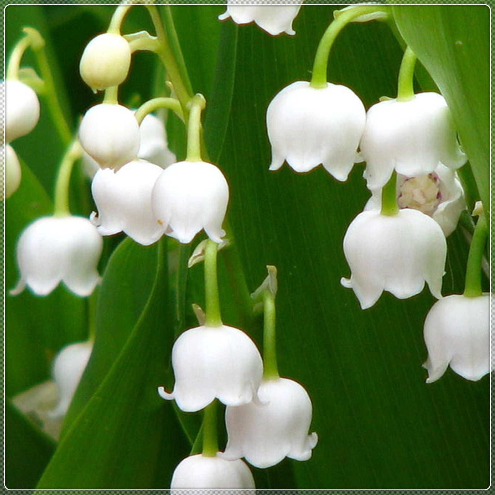 Lily Of The Valley Bulbs, Aromatic Plants ，Lily Of The Valley Bulbs For