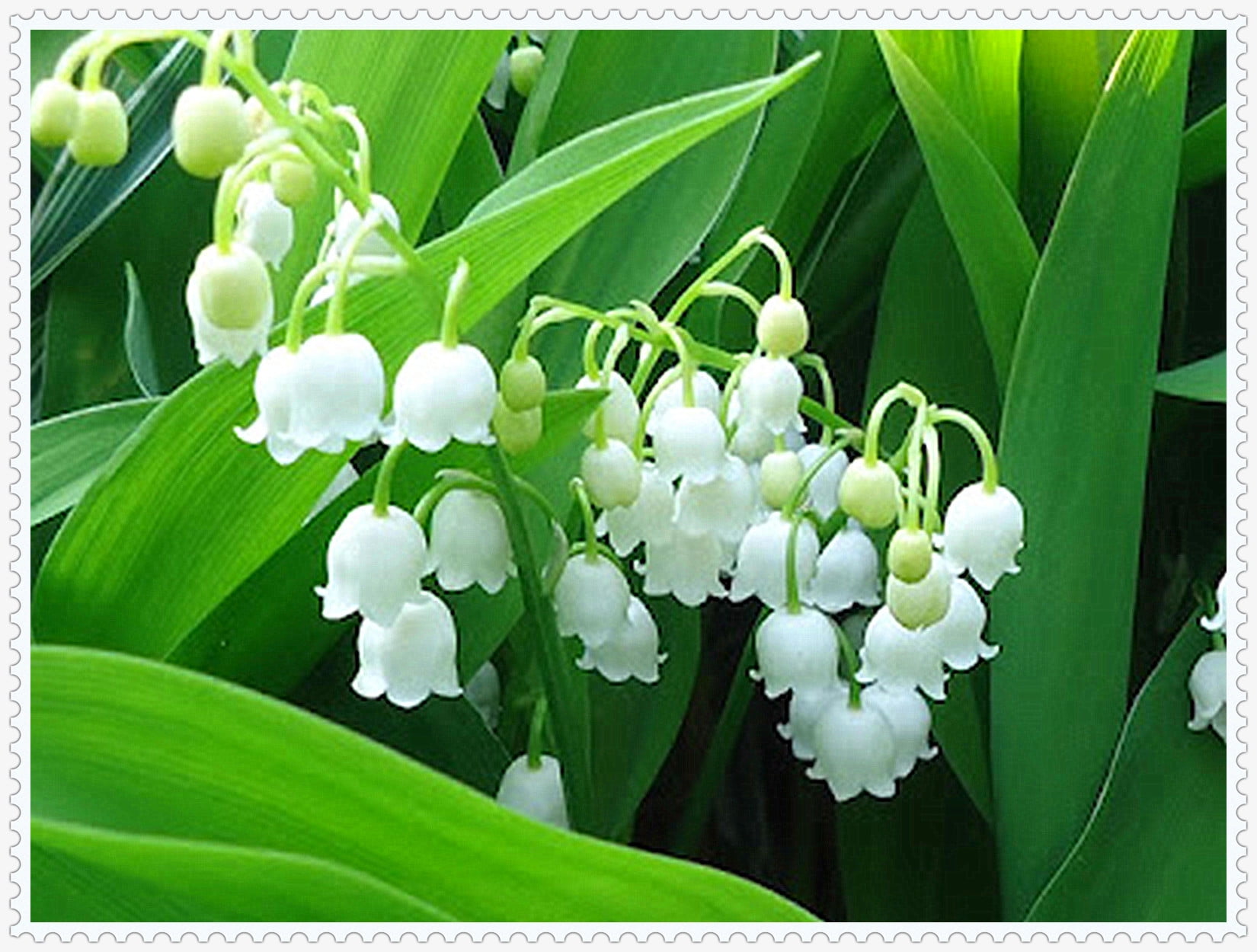 Lily Of The Valley Bulbs, Aromatic Plants ，Perennial Bulbs, Lily Of The ...