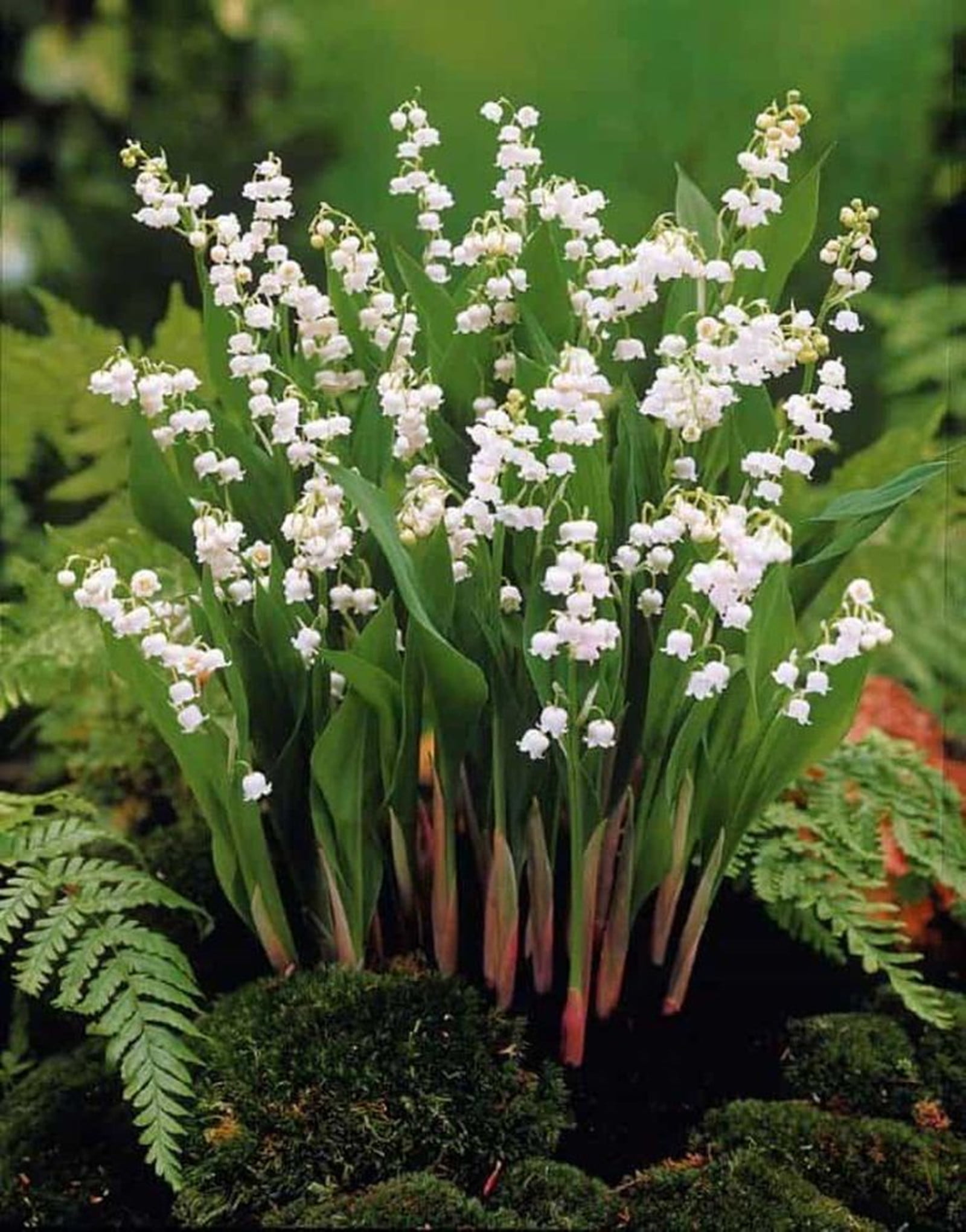 Lily Of The Valley Bulbs, Aromatic Plants ，Perennial Bulbs,Lily Of The