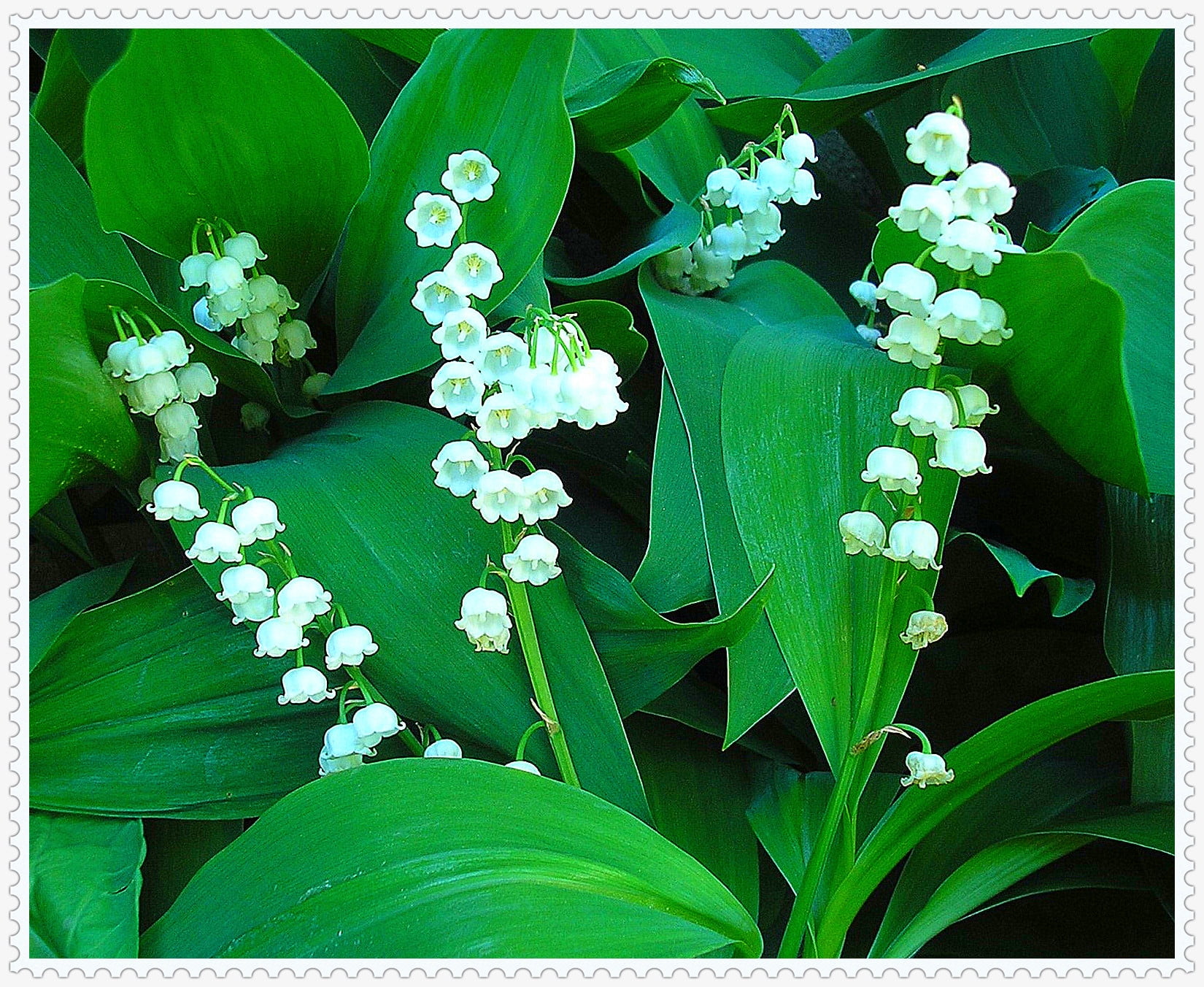 lily of the valley bulbs for sale nearby