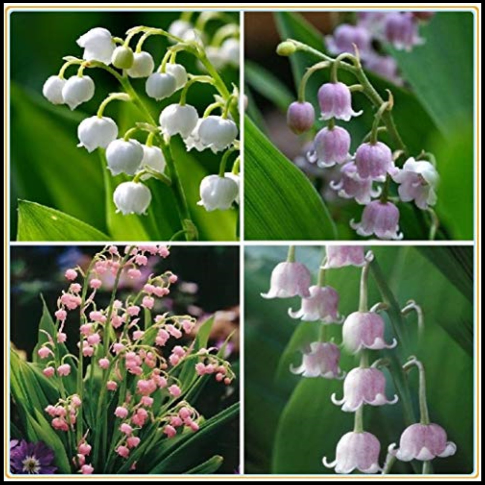 Lily Of The Valley Bulbs,Professional Planting,Lily Of The Valley Plant Live In Pot,Lily Of The