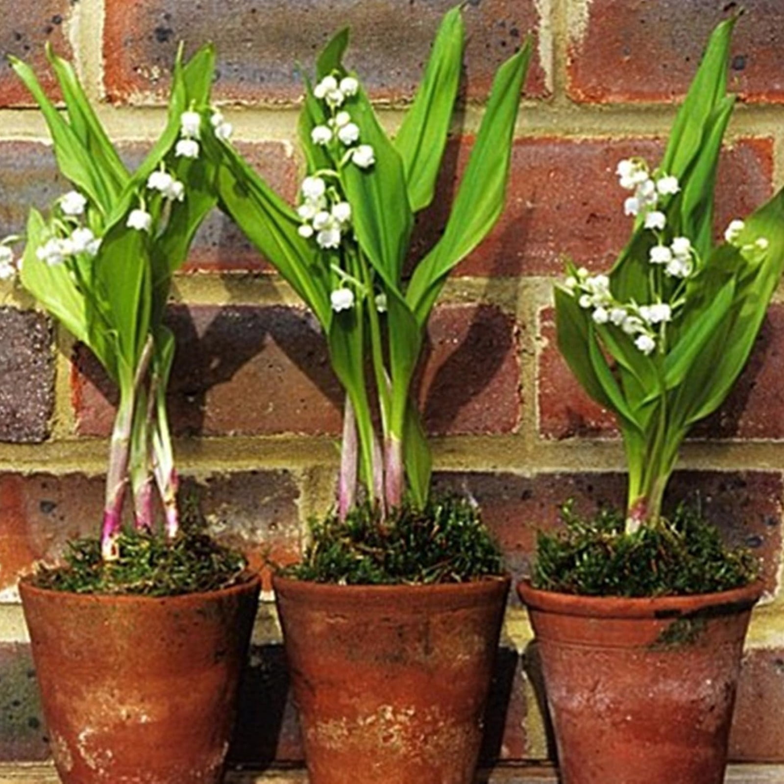 Lily Of The Valley For Sale