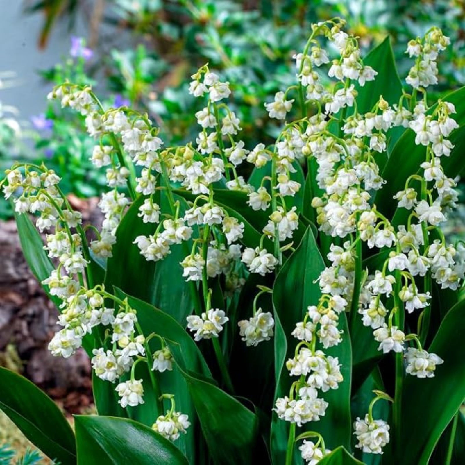 Lily Of The Valley For Sale