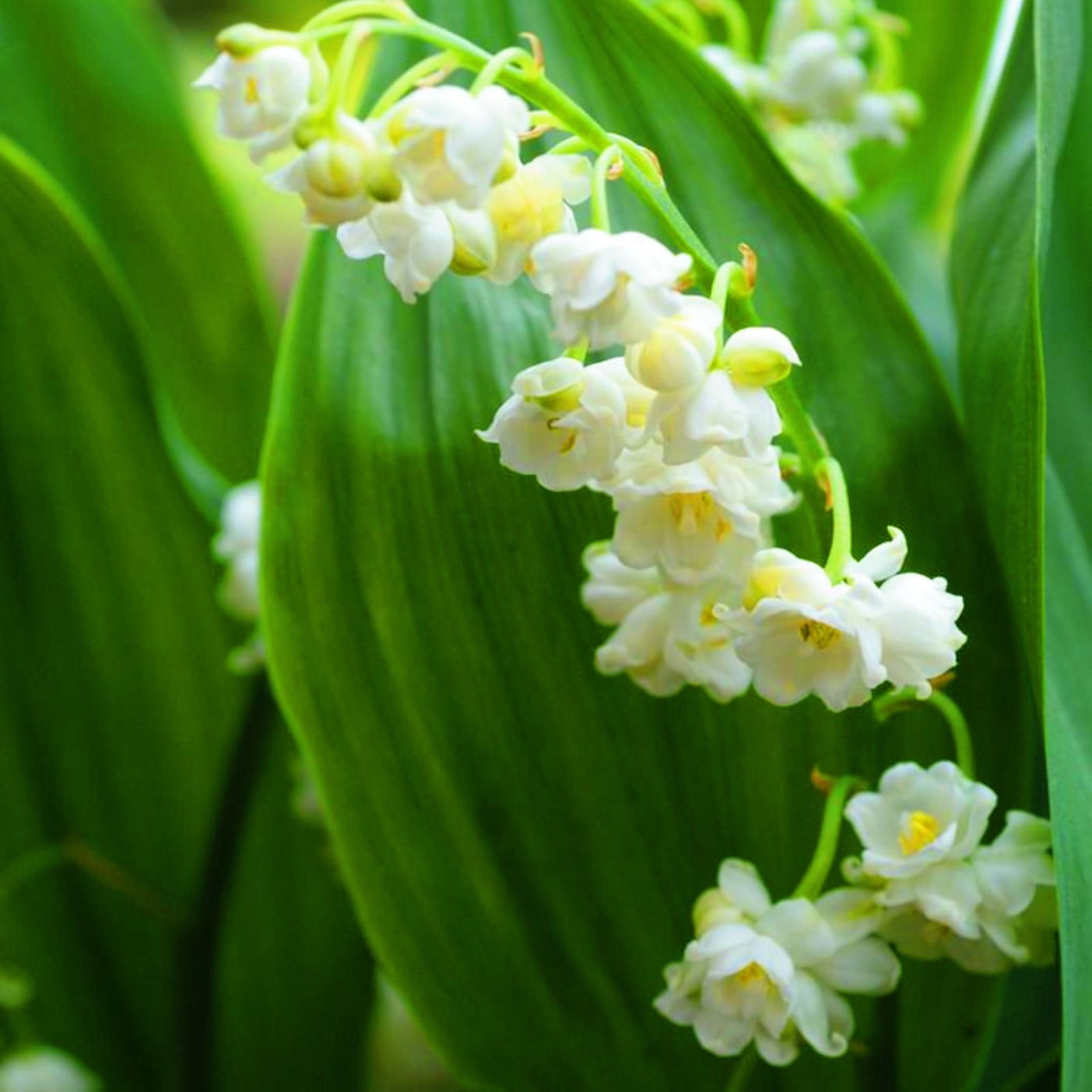 Lily Of The Valley Plant Lily Of The Valley Bulbs Lily Of The Valley
