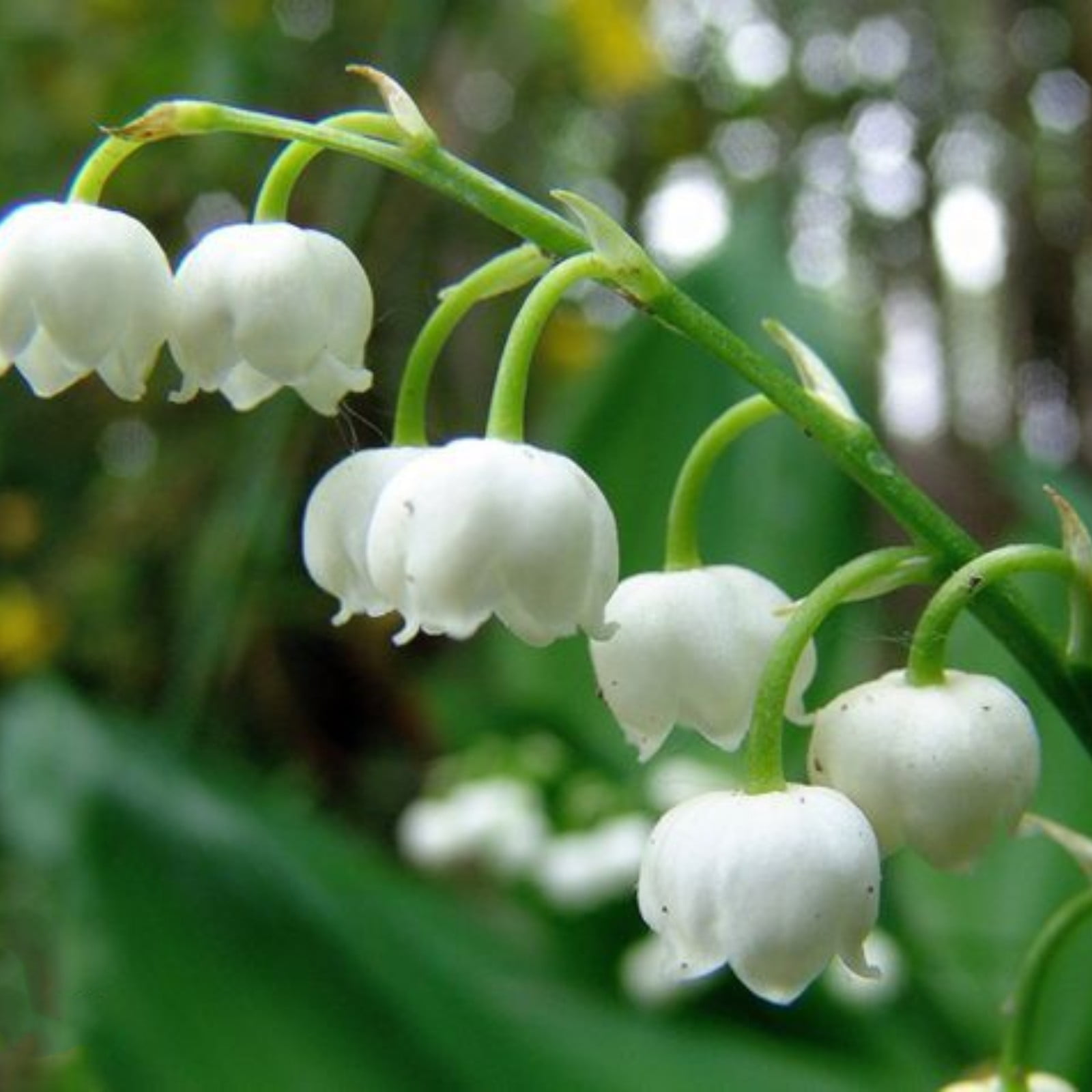 Lily Of The Valley Plant Lily Of The Valley Bulbs Lily Of The Valley