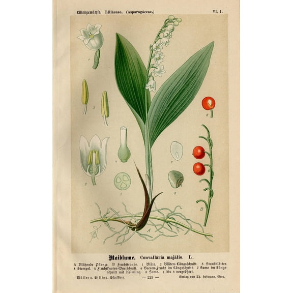 Lily Of The Valley Vintage Lithograph Print, Unframed Paper Poster 24x36in