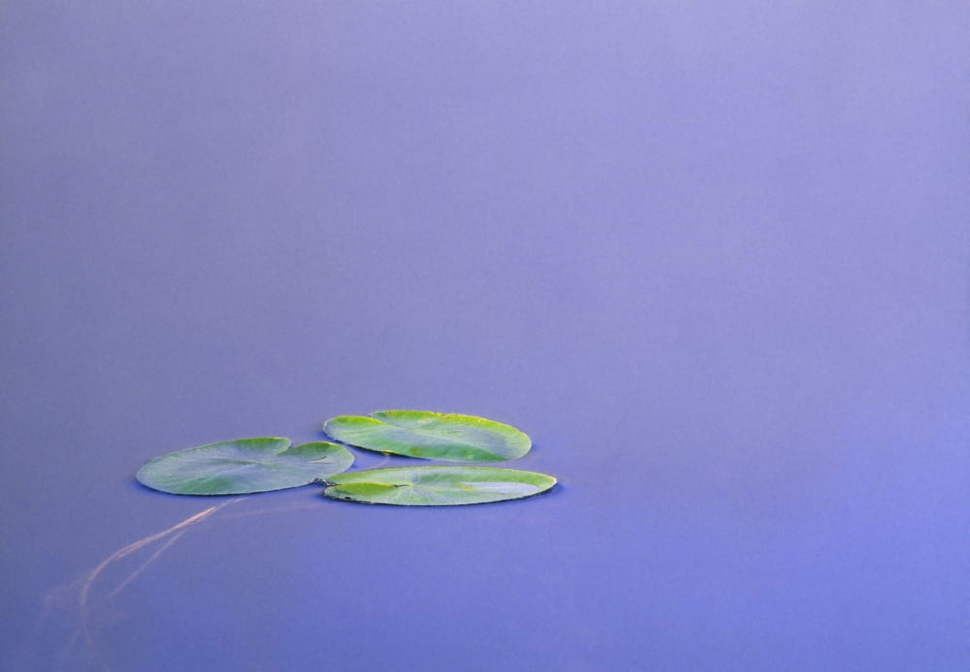 Lily Pad Leaves On Winchell Lake Alberta Canada Canvas Art - Darwin Wiggett Design Pics (32 x 22)