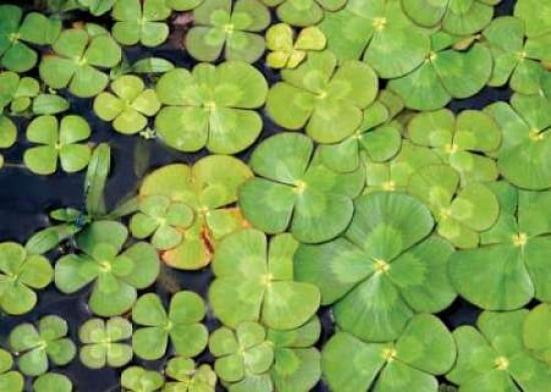 Lily Pads Canvas Art - Karyn Millet (20 x 28)