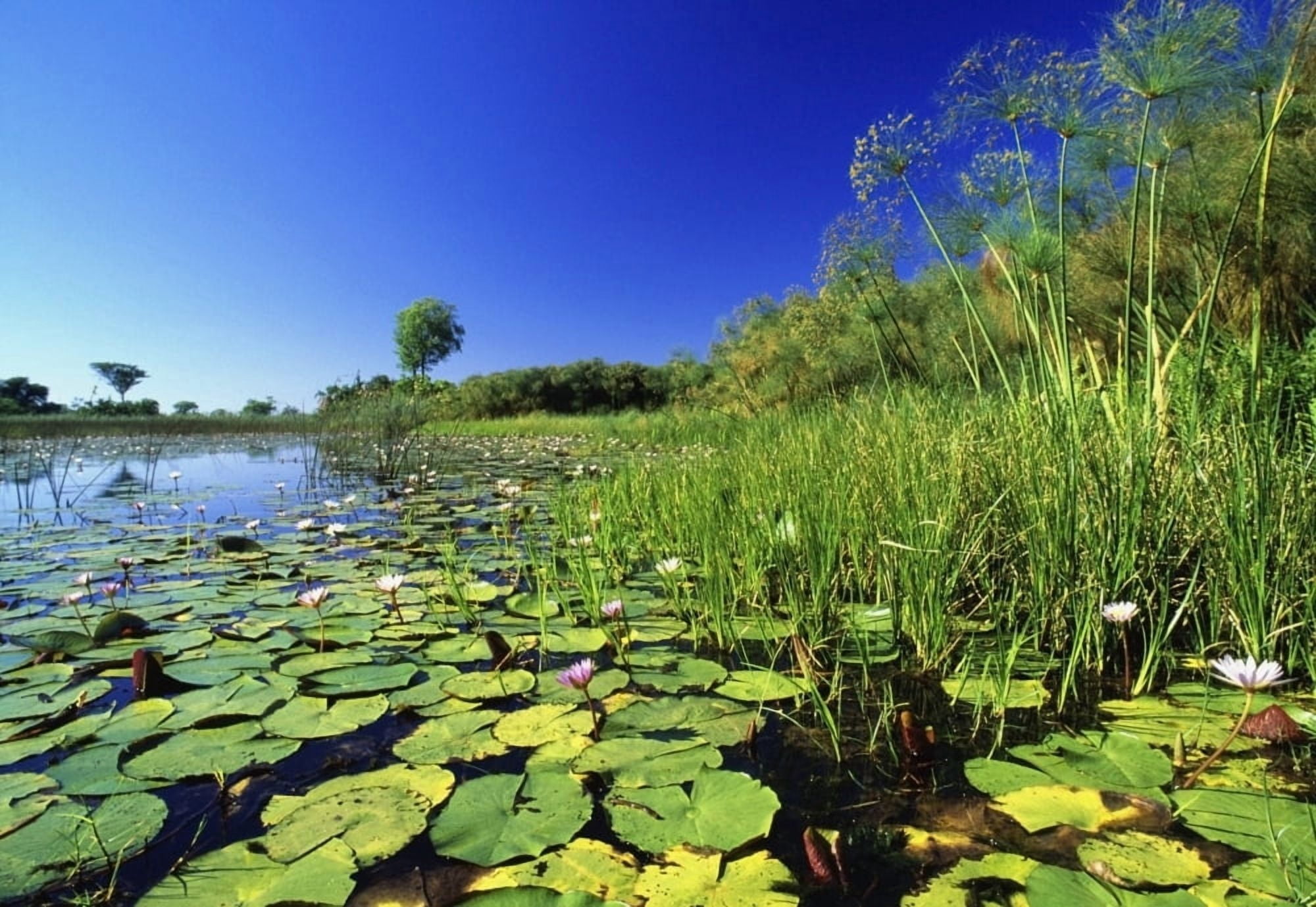 Lily Pads In A River Okavango Delta Canvas Art - George Wright Design Pics (17 x 11)