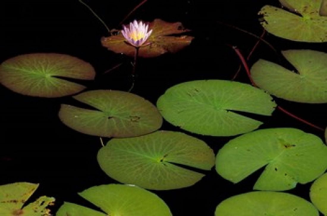 Lily Pads Okavango Delta Botswana Canvas Art - Art Wolfe DanitaDelimont (35 x 24)
