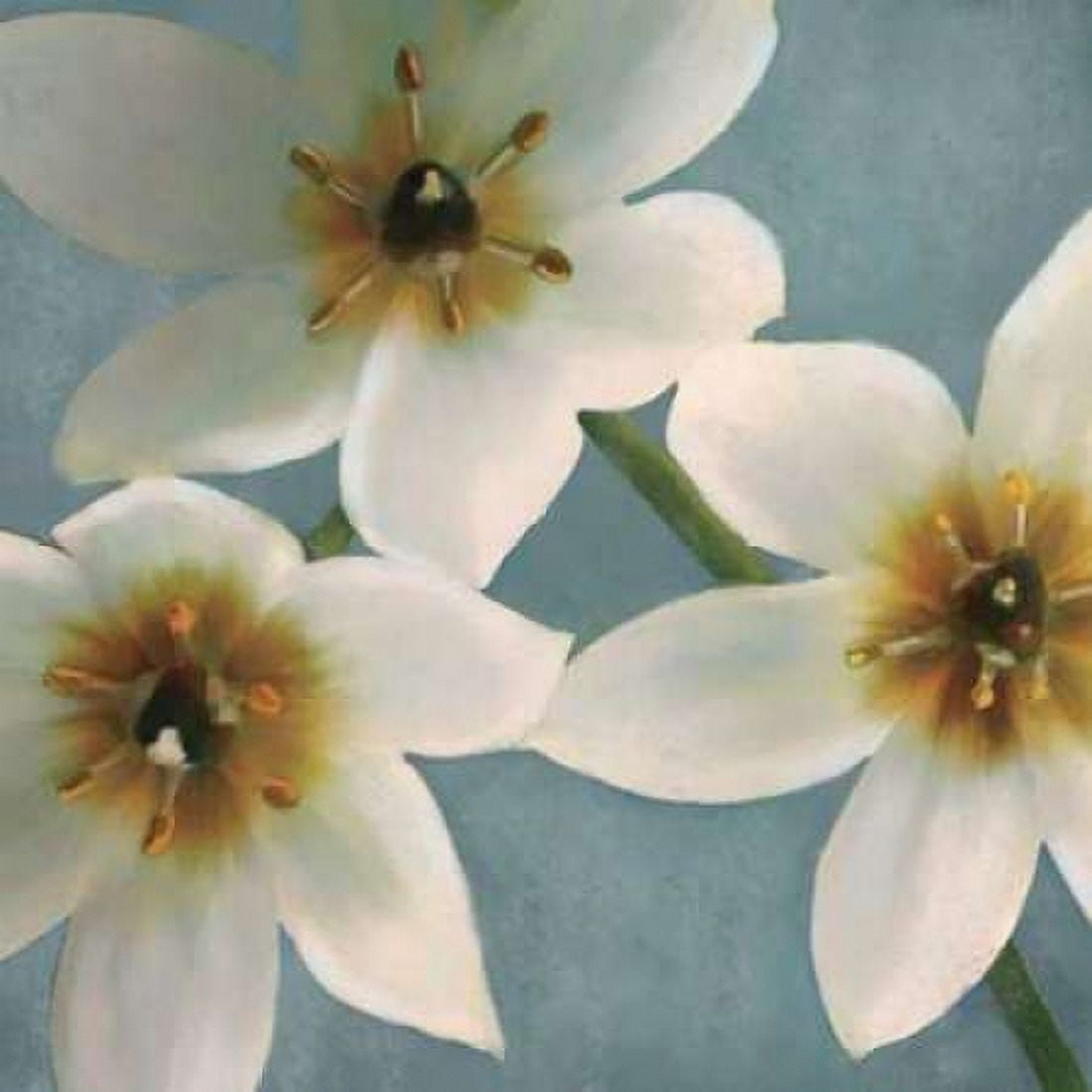 Lily Parfait I Canvas Art - Janel Pahl (24 x 24)