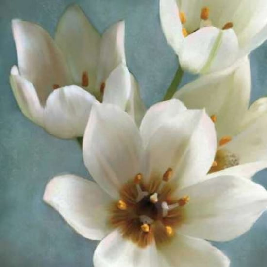Lily Parfait II Canvas Art - Janel Pahl (24 x 24)