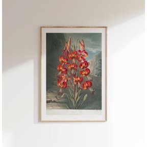 Lily Robert John Thornton Botanical Floral Nursery Poster , Poster Print Only