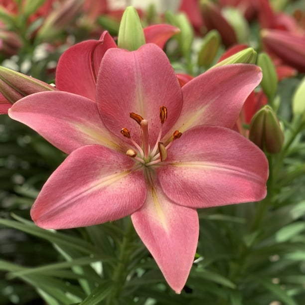 lily⭐︎ Lily Summer Sky LA Hybrid Live Perennial Bulbs (5-Pack