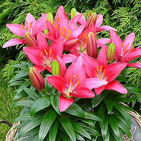 Lily Surprise to Grow Pots to Grow Fall or Spring Indoor or Outdoor(Lily for Planting)Delicate, Lily For Sale
