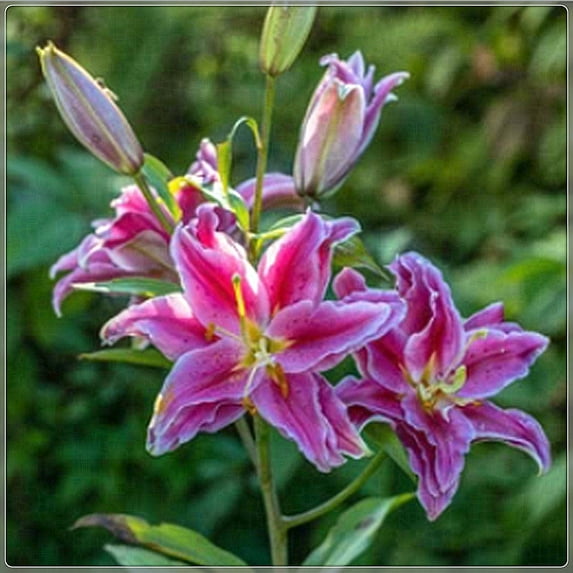 Lily Surprise to Grow Pots to Grow Fall or Spring Indoor or Outdoor(Lily for Planting)Delicate, Lily For Sale