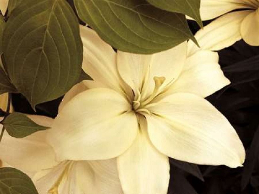 Lily and Leaves Canvas Art - Rebecca Swanson (18 x 24)