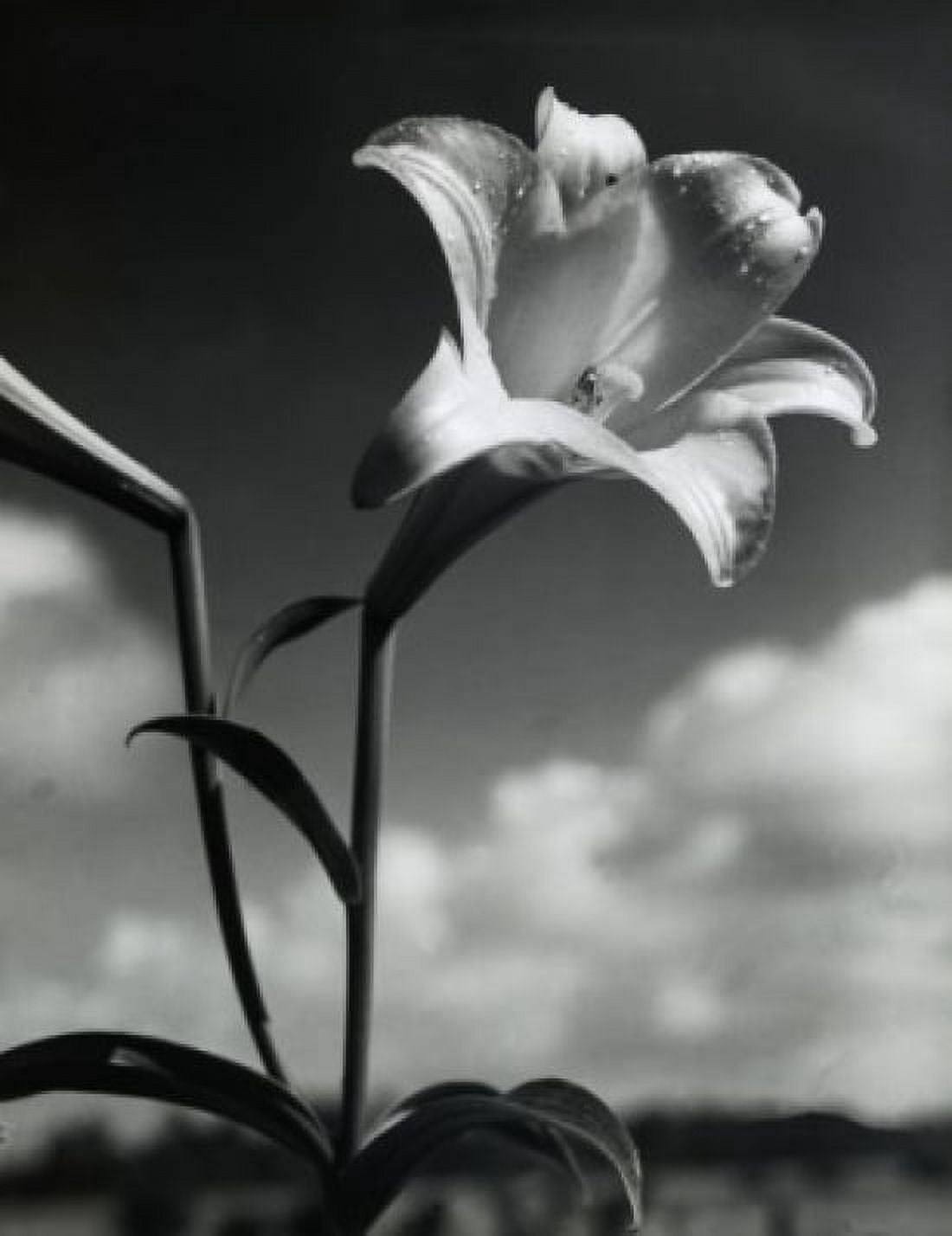 Lily blooming outdoors Canvas Art - (24 x 36)