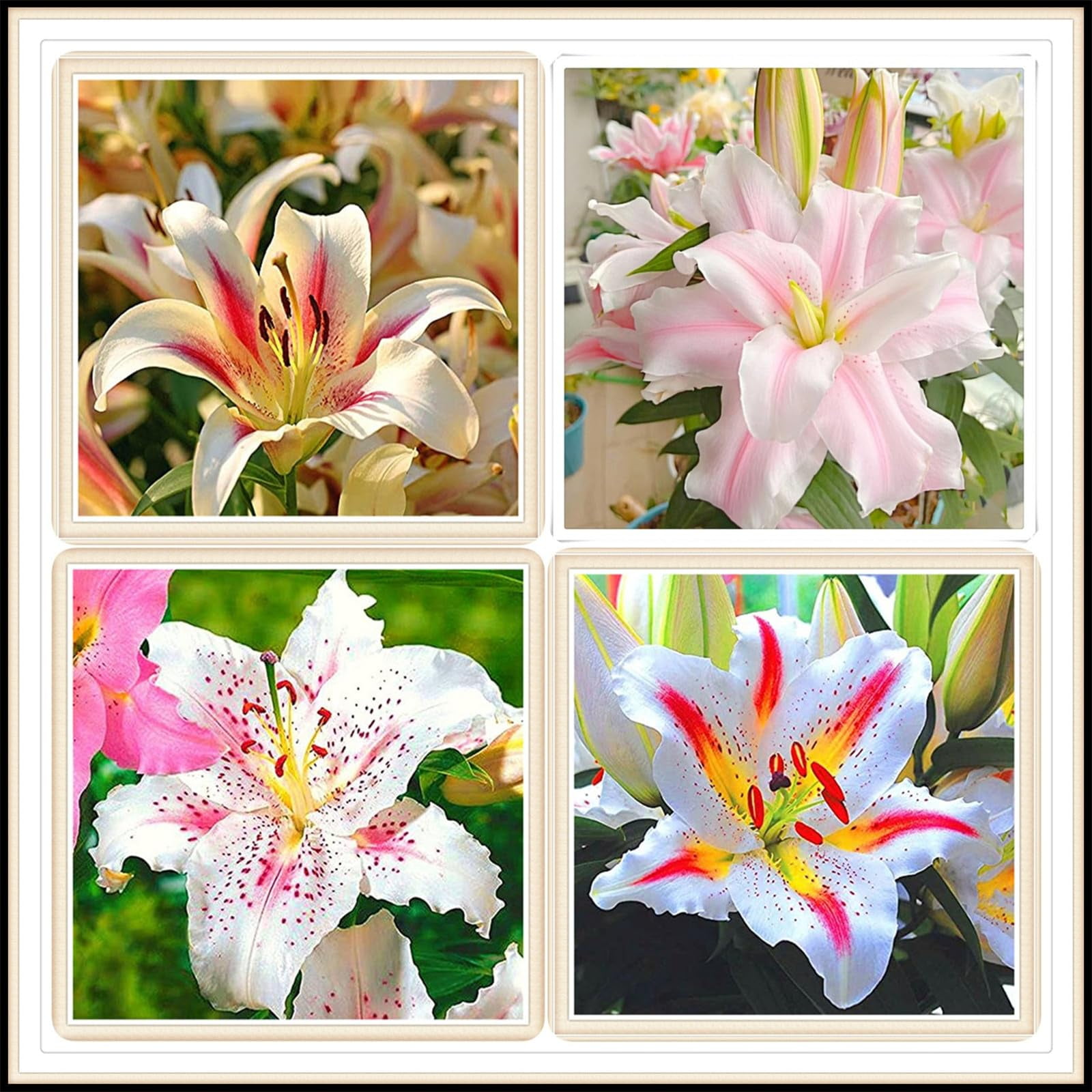 Lily bulbs for planting perennialAsiatic Lilies MixFreshly Dug