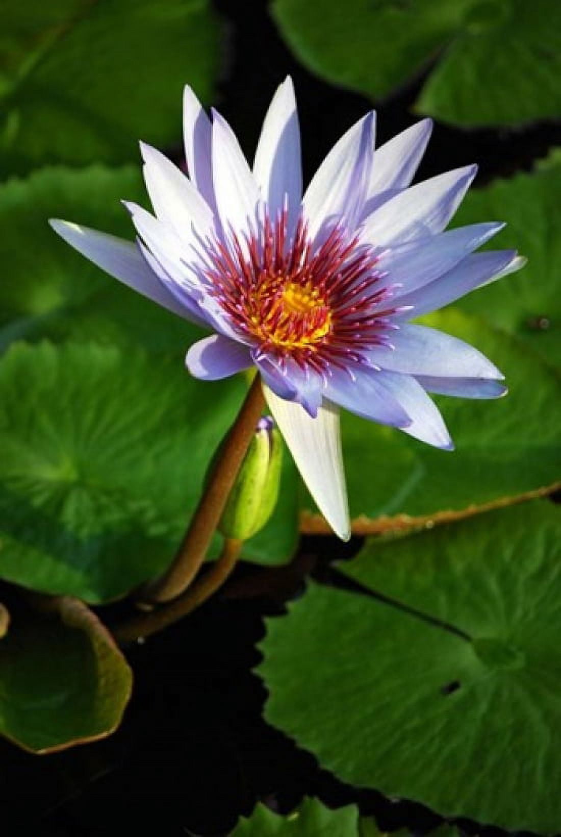Lily flower pads Botanic Park Grand Cayman Canvas Art - Lynn Seldon DanitaDelimont (18 x 27)