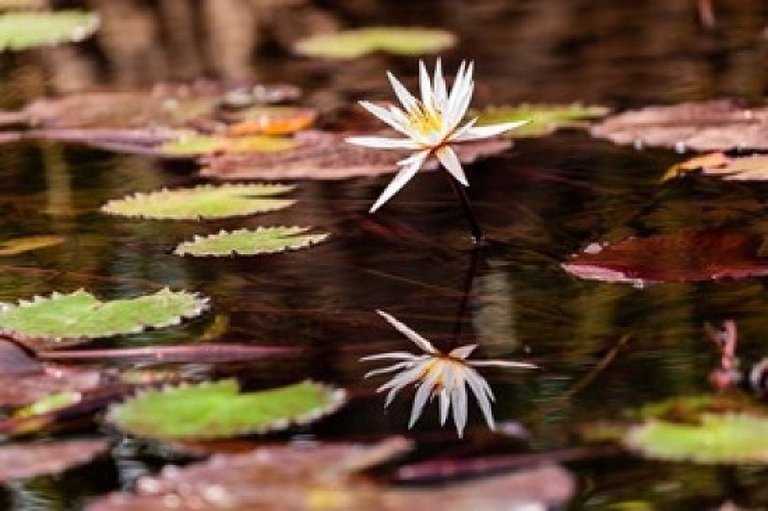 Lily in bloom on the Du River Monrovia Liberia Canvas Art - Alida Latham  DanitaDelimont (24 x 15)