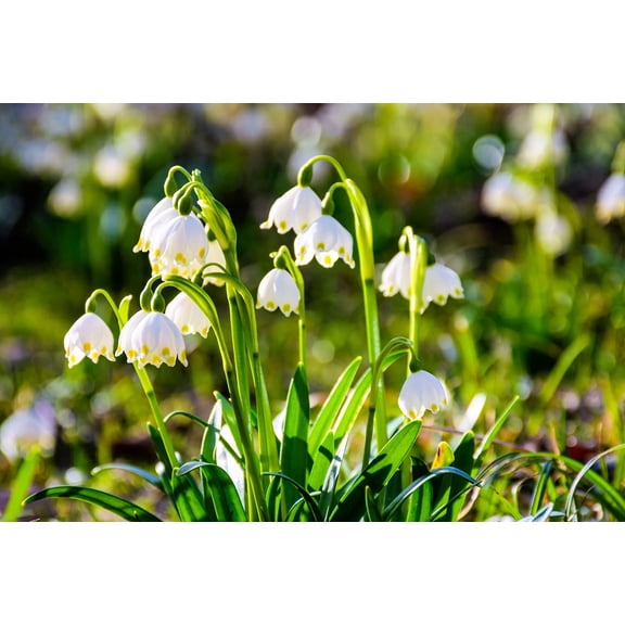 Lily of The Valley Bulbs for Planting - Stunning White Weeping Flowers - Fresh Leucojum Bulbs to Grow (2 Bulbs)