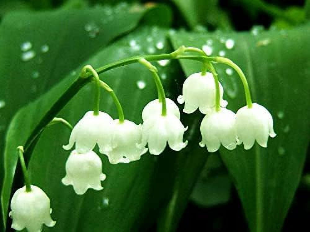 Lily of The Valley Bulbs for Planting Stunning White Weeping Flowers