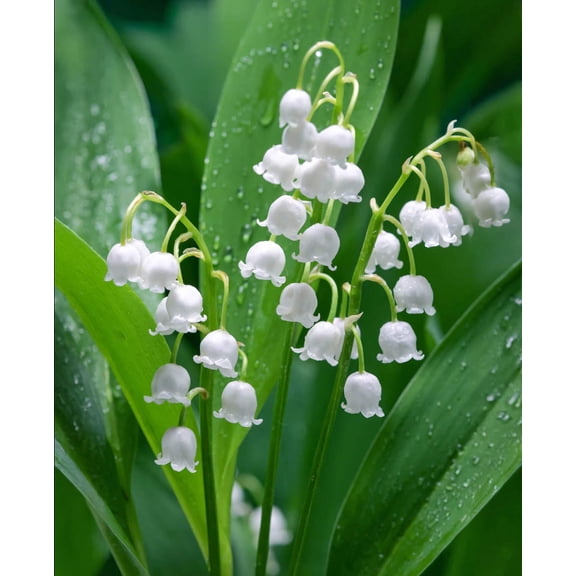 Lily of the Valley - 5 Root Divisions