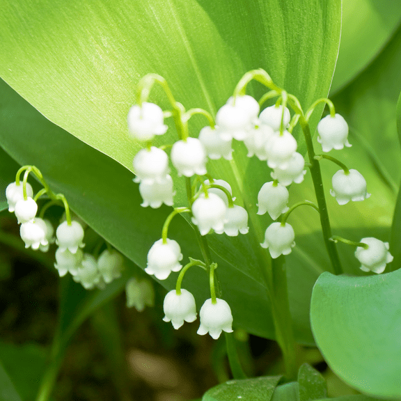 Lily of the Valley Live Plant Roots, 10 Count Roots, White Flowers Plant for Outdoor Garden, Perennial Groundcover
