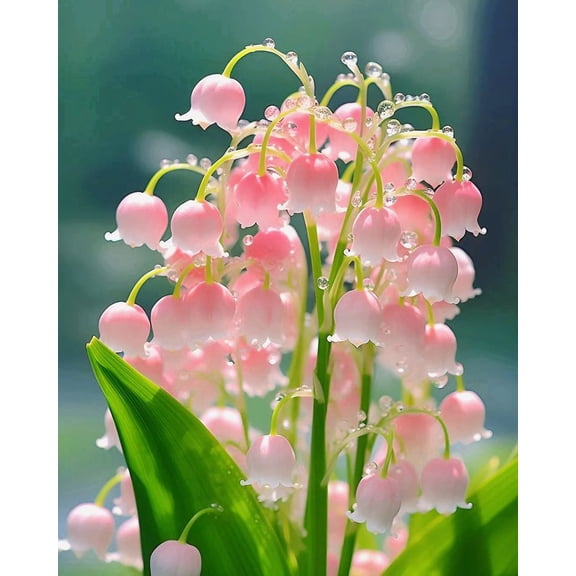 Lily of the Valley, Low Maintenance - Easy Grow - Ideal for Beds Borders, Plant Pots & Planters