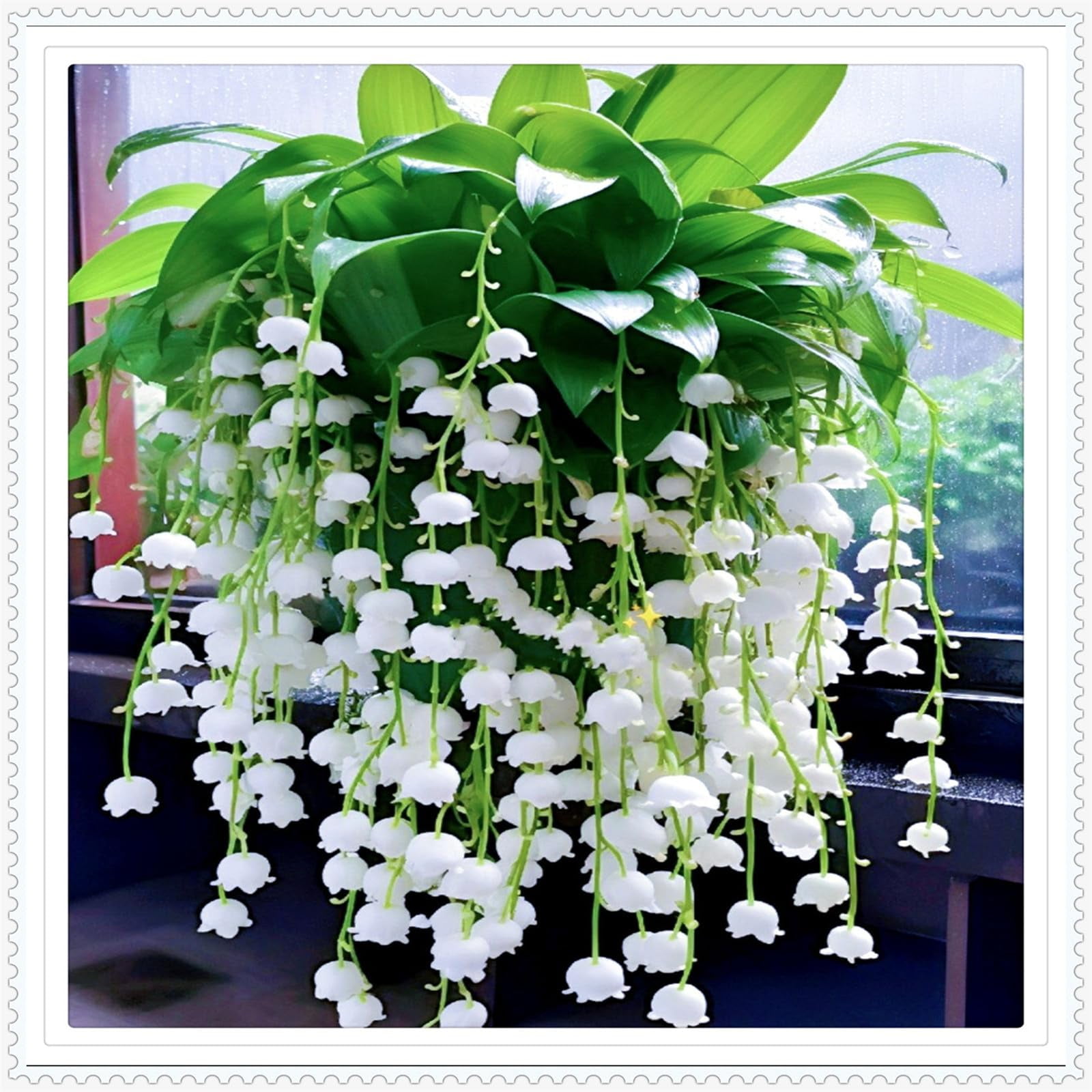 Lily of the valley plants for sale Lily of the valley seeds for fall