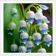 Lily of the valley plants for sale Lily of the valley seeds for fall