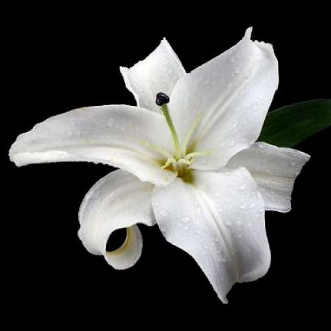 Lily on Black I Canvas Art - Jim Christensen (24 x 24)
