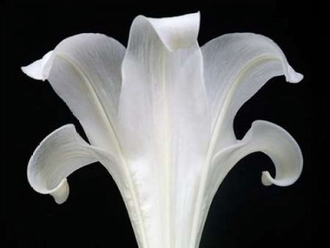 Lily on Black III Canvas Art - Jim Christensen (18 x 24)