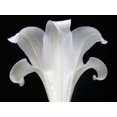 thumbnail image 1 of Lily on Black III Poster Print by Jim Christensen (9 x 12), 1 of 1