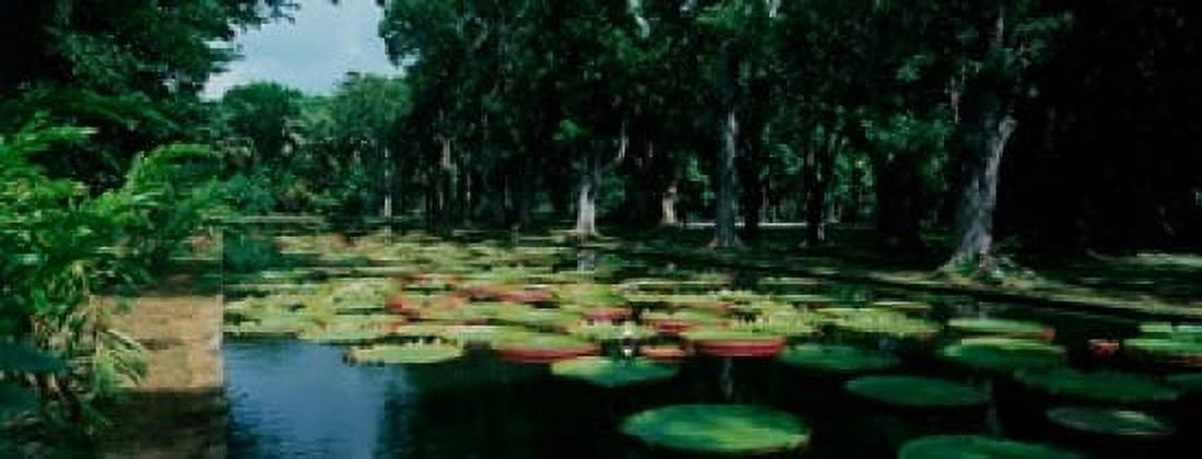 Lily pads floating on water Pamplemousses Gardens Mauritius Island Mauritius Canvas Art - Panoramic Images (15 x 6)