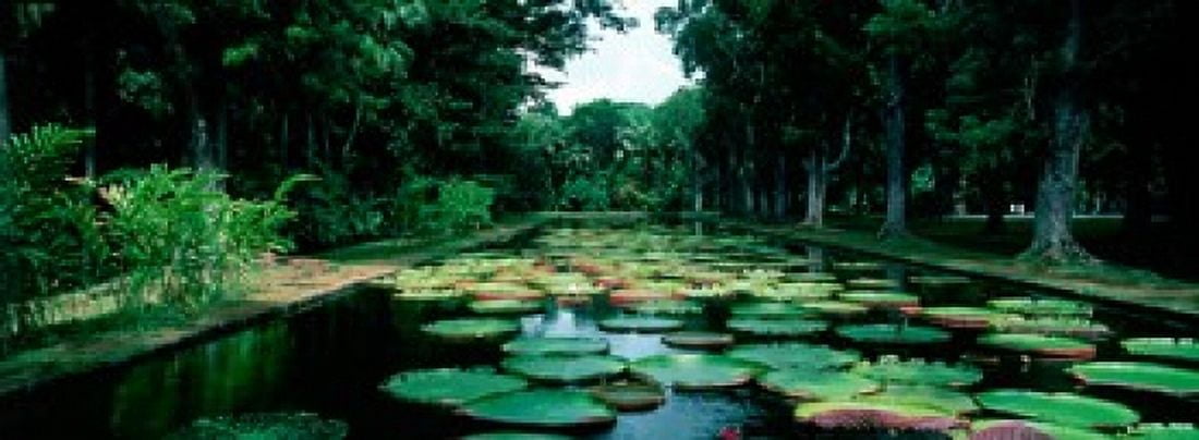 Lily pads floating on water Pamplemousses Gardens Mauritius Island Mauritius Canvas Art - Panoramic Images (18 x 7)