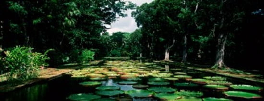 Lily pads floating on water Pamplemousses Gardens Mauritius Island Mauritius Canvas Art - Panoramic Images (30 x 12)