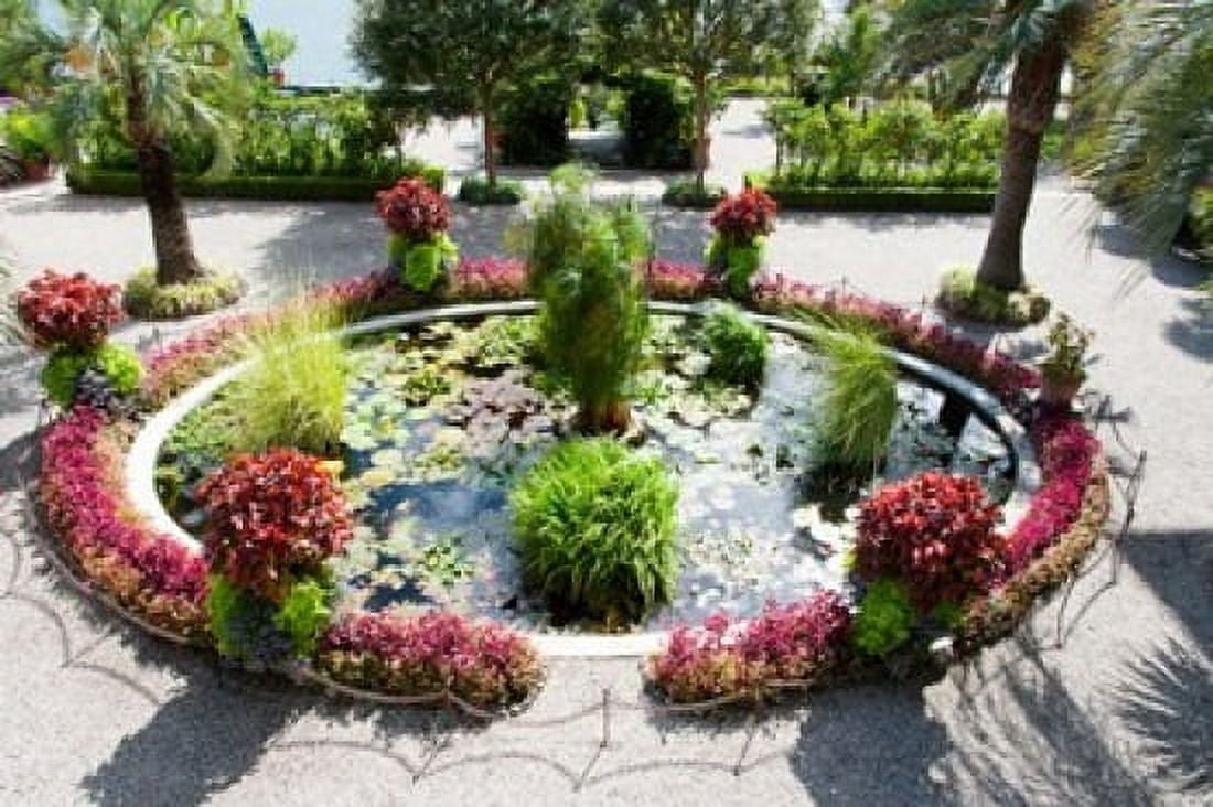 Lily pads in a pond Isola Madre Stresa Lake Maggiore Italy Canvas Art - Panoramic Images (36 x 24)