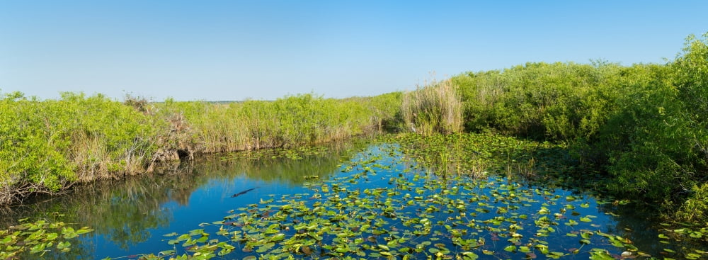 Lily pads in the lake Anhinga Trail Everglades National Park Florida USA Canvas Art - Panoramic Images (36 x 12)