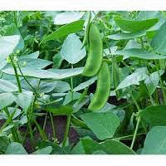 Lima Bean, Henderson Bush, Non GMO, 500+ Seeds, Great Tasting and Healthy